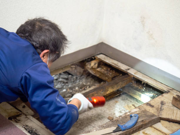 Best Mold Testing and Inspection Services in Clarkson Valley, MO