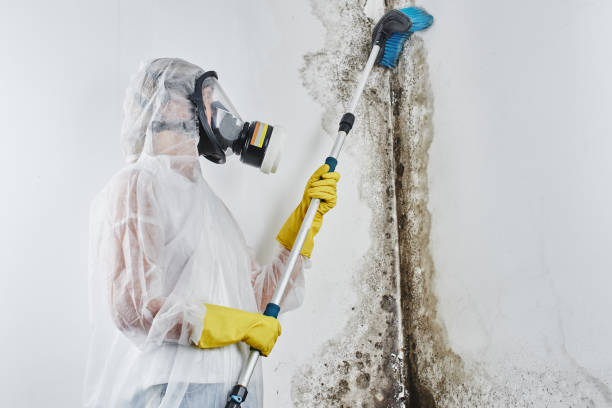 Reliable Clarkson Valley, MO Mold Remediation Solutions