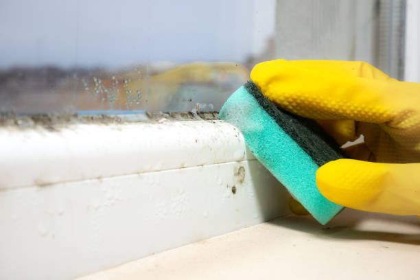 Best Post-Flood Mold Remediation in Clarkson Valley, MO