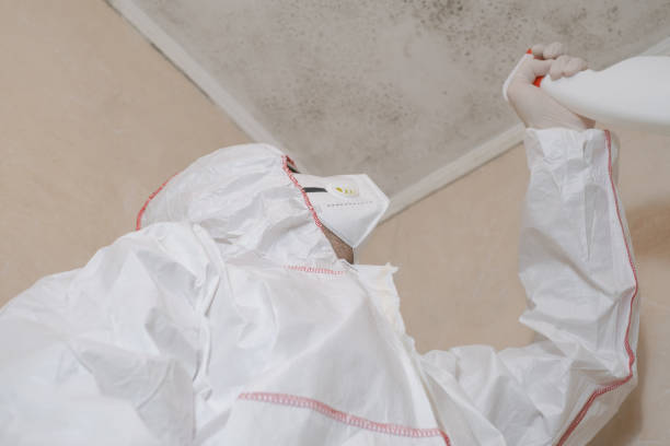 Best Attic Mold Remediation in Clarkson Valley, MO