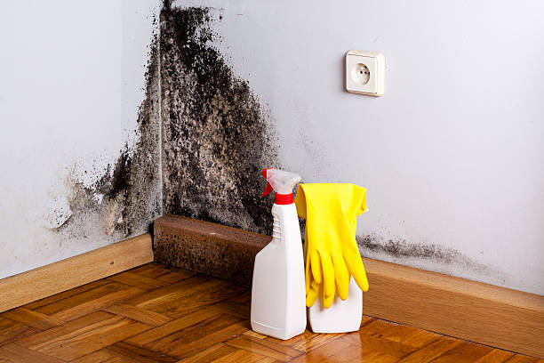 Best Industrial Mold Remediation in Clarkson Valley, MO