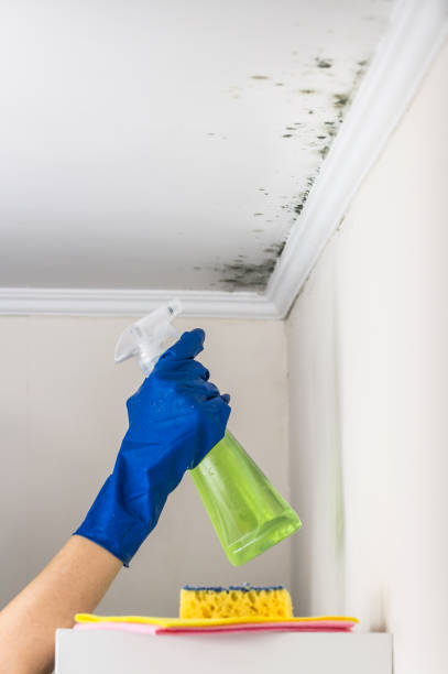 Best Basement Mold Remediation in Clarkson Valley, MO