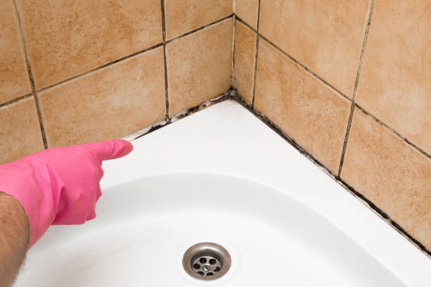 Best Bathroom Mold Remediation in Clarkson Valley, MO